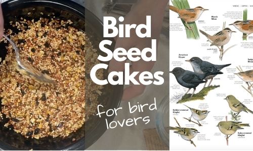 Make Your Own Homemade Bird Seed Cake